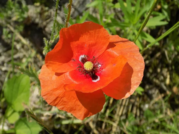 Papaver Papaver Het Geslacht Van Planten Uit Familie Van Poppy — Stockfoto