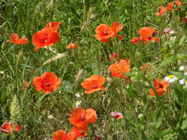 Vallmo Papaver Ett Släkte Växter Från Familjen Vallmo Papaveraceae — Stockfoto