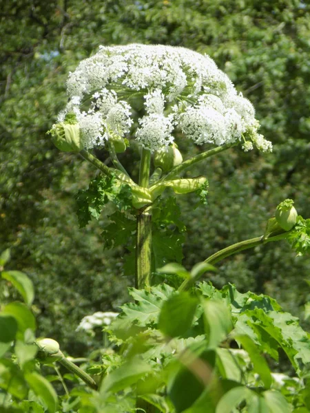 Borschivnik Sosnowski Heracleum Manden — Fotografia de Stock