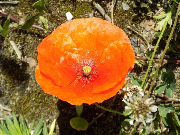 Mápy Papaver Rod Rostlin Čeledi Makovovitých Papaveraceae — Stock fotografie