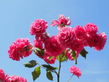 Rosa, yabani gül (Rosa L.) - pembe familyanın kültür ve cinsi.