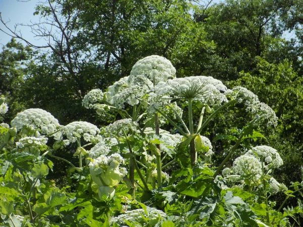 Borschivnik Sosnowski Heracleum Manden — Fotografia de Stock