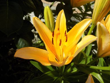 Lilia (Lilium, Ukrayna halk adı zambak)