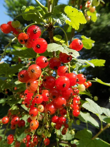 Red Roses Ribes Rubrum — Stock Photo, Image