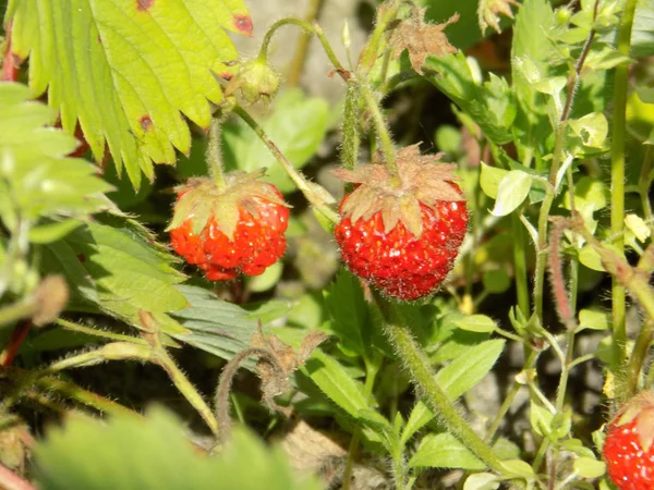 Strawberries of the garden, as well as strawberries of the garden, strawberry pineapple (Fragaria  ananassa Duchesne)
