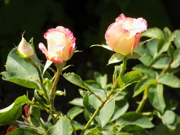 Rosa Rosa Selvatica Rosa Genere Forma Culturale Delle Piante Della — Foto Stock