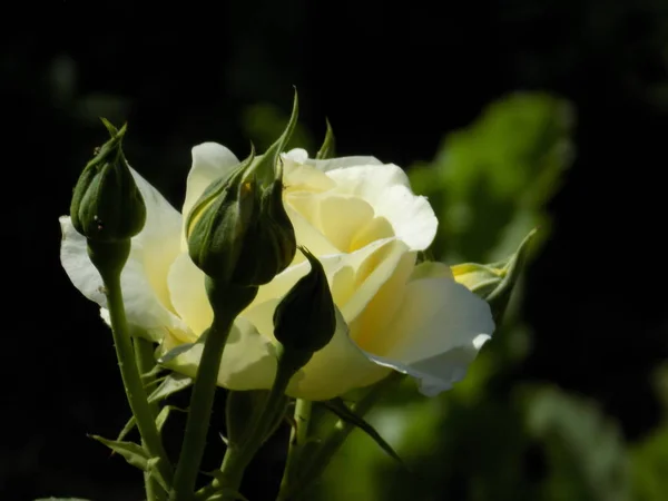 Rosa Rosa Silvestre Rosa Género Forma Cultural Las Plantas Familia —  Fotos de Stock