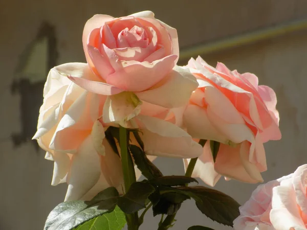 Rosa Wilde Roos Rosa Het Geslacht Culturele Vorm Van Planten — Stockfoto