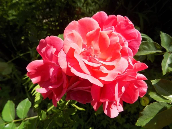 Rosa Rosa Selvagem Rosa Gênero Forma Cultural Plantas Família Rosa — Fotografia de Stock