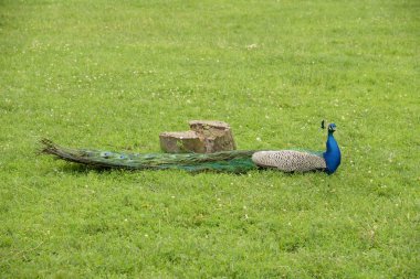 Tavus kuşu (Pavo Linnaeus, 1758)
