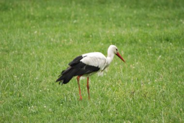 Beyaz leylek (lat. Ciconia ciconia)