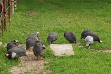 Sade ton balığı (Numida meleagris)
