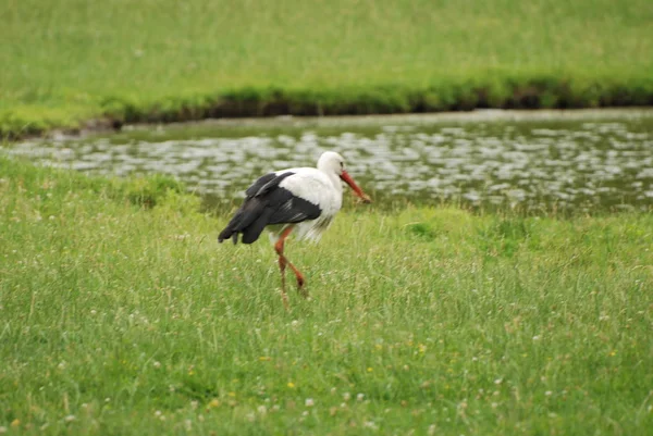 Vit Stork Lat Ciconia Ciconia — Stockfoto