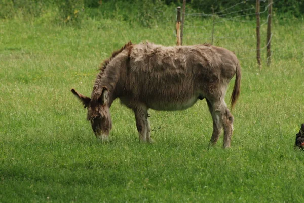 Szamár Latin Equus Africanus Asinus — Stock Fotó