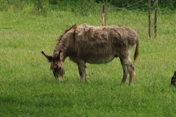 Zadek Latinka Equus Africanus Asinus — Stock fotografie