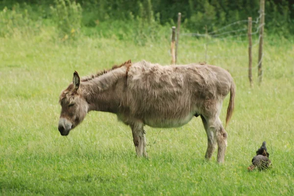 Szamár Latin Equus Africanus Asinus — Stock Fotó