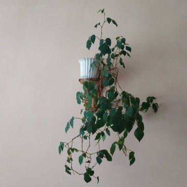 Crowton (lattır. Crton) - Euphorbia (Euphorbiaceae) familyasının bitki cinsi)