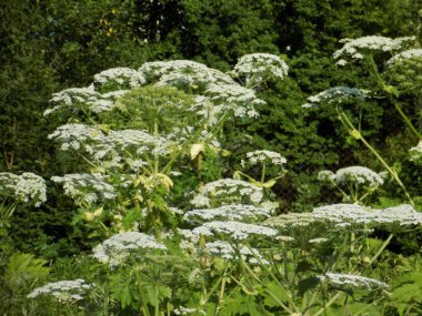 Borschivnik Sosnowski (Heracleum sosnowskyi Manden.)