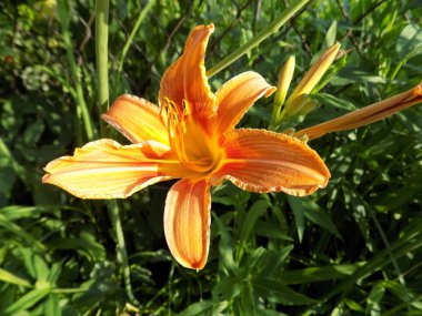 Lilia (Lilium, Ukrayna halk adı zambak)