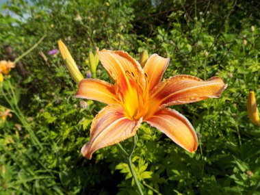 Lilia (Lilium, Ukrayna halk adı zambak)