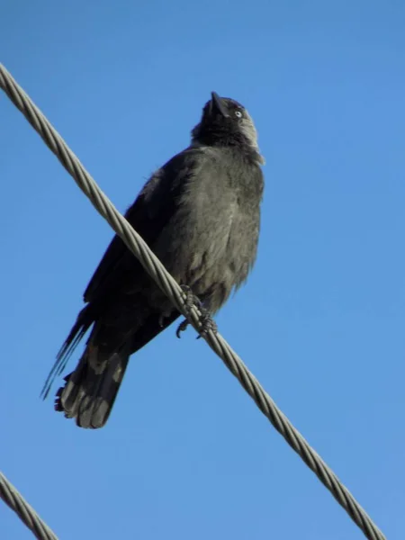 Habicht Corvus Monedula Eine Vogelart Der Gattung Krähe — Stockfoto