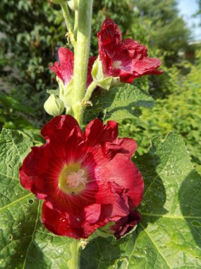 Malva, veya Mallow (Latin Mlva)