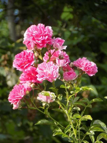 Rosa, wild rose (Rosa L.) - the genus and cultural form of plants of the pink family