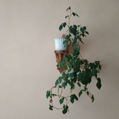 Crowton (lattır. Crton) - Euphorbia (Euphorbiaceae) familyasının bitki cinsi)