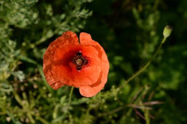 Poppy (Papaver)-haşhaş ailesinden bitkilerin cins (Papaveraceae)