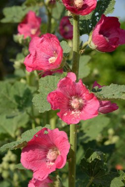Malva, veya Mallow (Latin Mlva)