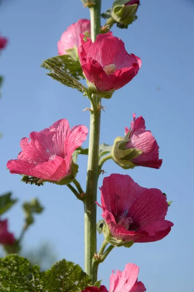 Malva Veya Mallow Latin Mlva — Stok fotoğraf