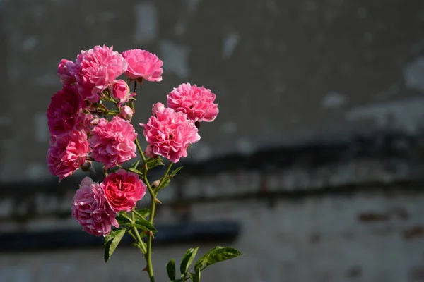 Rosa, yabani gül (Rosa L.) - pembe familyanın kültür ve cinsi.