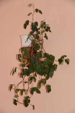 Crowton (lattır. Crton) - Euphorbia (Euphorbiaceae) familyasının bitki cinsi)