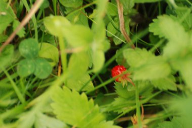 Bahçe çilek yanı sıra bahçe çilek, çilek ananas (Fragaria ananassa Duchesne)