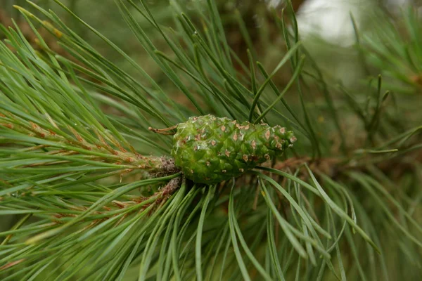 Fenyő Pinus Fenyőfenyők Egyik Neme — Stock Fotó
