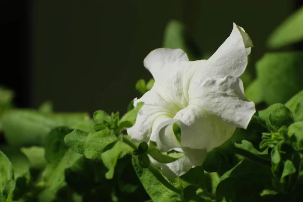 Petunia Petunia Petunia Petun Tobacco — Stock Photo, Image