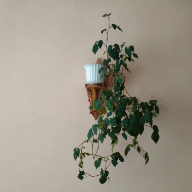 Crowton (lattır. Crton) - Euphorbia (Euphorbiaceae) familyasının bitki cinsi)