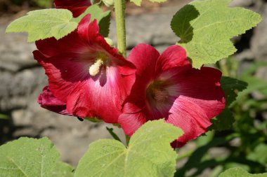 Malva, veya Mallow (Latin Mlva)
