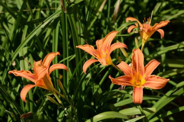 Lilia (Lilium, Ukrayna halk adı zambak)