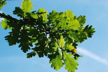 Meşe (Quercus) - Bukhov ailesinin çok yıllık bitkilerin cinsi