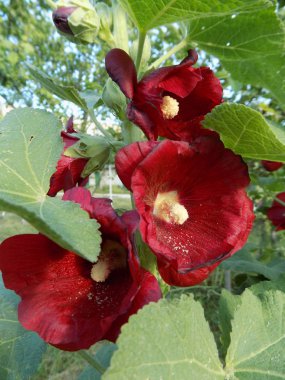 Malva, veya Mallow (Latin Mlva)