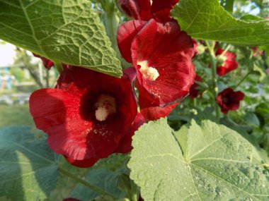 Malva, veya Mallow (Latin Mlva)