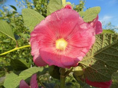 Malva, veya Mallow (Latin Mlva)