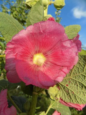 Malva, veya Mallow (Latin Mlva)