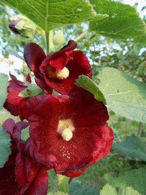 Malva, veya Mallow (Latin Mlva)