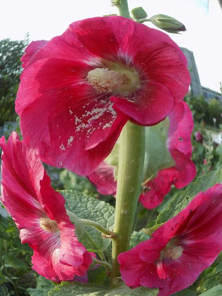 Malva Malva Mlva Latina — Fotografia de Stock