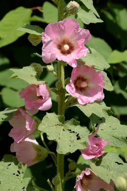 Malva, veya Mallow (Latin Mlva)