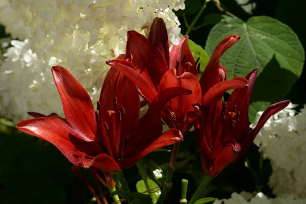 Lilia Lilium Oekraïense Volksnaam Van Lelie — Stockfoto