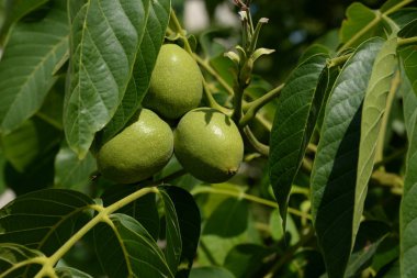 Ceviz ceviz (Ayrıca ceviz Yunanca, Juglans regia L.)