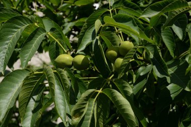 Ceviz ceviz (Ayrıca ceviz Yunanca, Juglans regia L.)